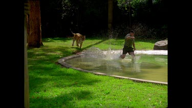 Tiger running through pool of water