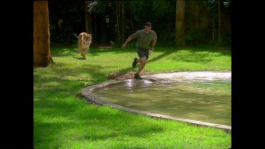 Tiger running through pool of water