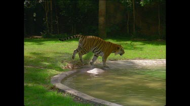 Tiger running alongside pool of water and running through pool of water