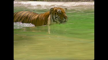 Tiger walking swimming in pool of water, walks out of water