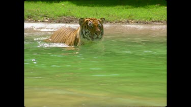 Tiger walking swimming in pool of water, walks out of water