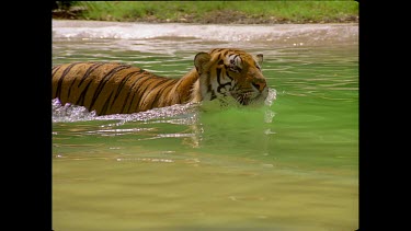 Tiger swimming in pool of water ducks head under water and emerges to shake all the water off