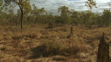 WS magnetic termite mounds