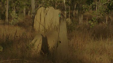 WS Golden-Shouldered Parrot perched fg magnetic termite mounds