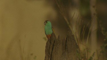 MCU male Golden-Shouldered Parrot perched on top magnetic termite mounds
