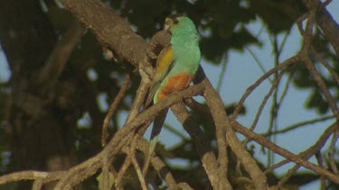 MCU male Golden-Shouldered Parrot perched on branch in tree