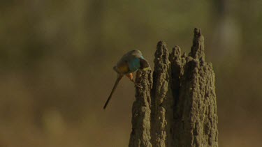 Golden-Shouldered Parrot male perched on top of magnetic termite mounds nesting hole below looking cautiously around