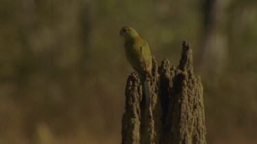 Golden-Shouldered Parrot female perched on top of magnetic termite mounds nesting hole below
