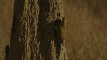 Golden-Shouldered Parrot female perched on top of magnetic termite mounds flies down nesting hole entrance below and climbs inside