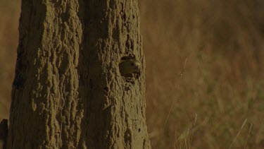 Golden-Shouldered Parrot female flies out of nesting hole entrance