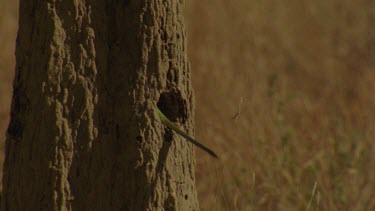 Golden-Shouldered Parrot male tail feathers disappearing into nesting hole