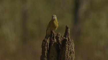 Golden-Shouldered Parrot female flies into perch on top of termite mound nest inside, surrounded by grassland and Eucalypts