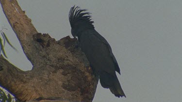 palm cockatoo at tree hollow nest entrance