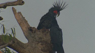 palm cockatoo pair at tree hollow bough nest entrance head bobbing courting