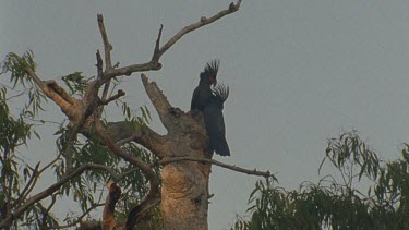 palm cockatoo pair at tree hollow bough nest entrance head bobbing courting biting bark