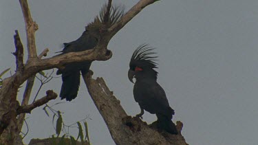 palm cockatoo pair at tree hollow bough nest entrance head bobbing courting