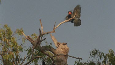 palm cockatoo flies in and perches on branch