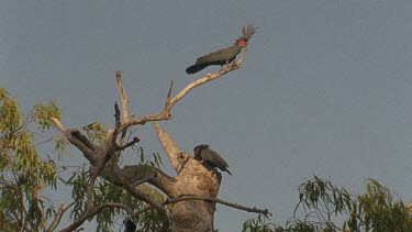 palm cockatoo pair one at nest hollow entrance other on branch