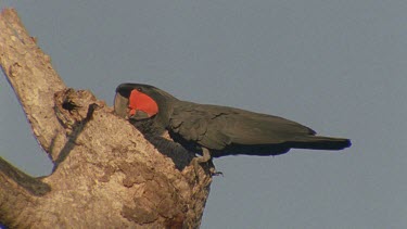 palm cockatoo at nest hollow entrance biting bark scratching