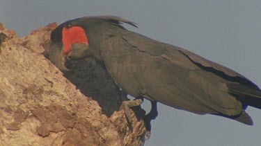 palm cockatoo at nest hollow entrance biting bark enters hollow