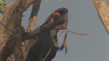 palm cockatoo at nest hollow entrance with twig in mouth places in hollow pan to mate on branch looking on