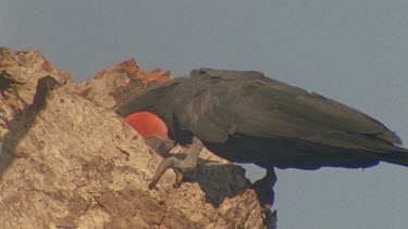 pair at nest hollow entrance bowing and courting head turning