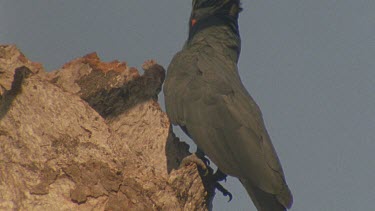 pair at nest hollow entrance bowing and courting head turning