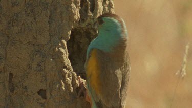 Golden-Shouldered Parrot female goes into mound