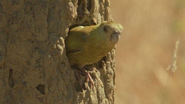 Golden-Shouldered Parrot female perched at nest entrance waits and looks for some time then flies out