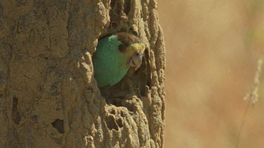 Golden-Shouldered Parrot male perched at nest entrance then flies out