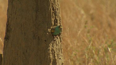 Golden-Shouldered Parrot male perched at nest entrance waits and looks for some time then flies out slo mo approx 50fps