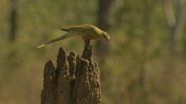 Golden-Shouldered Parrot female perched on top of termite mound then flies into at nest entrance slo mo approx 50fps
