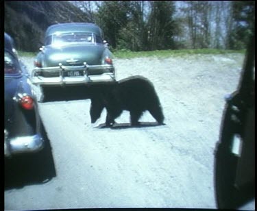 A grizzly bear wlks between parked cars and sits on its bottom