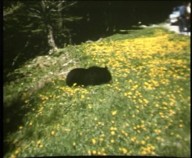 Black bear playing in field of yellow flowers