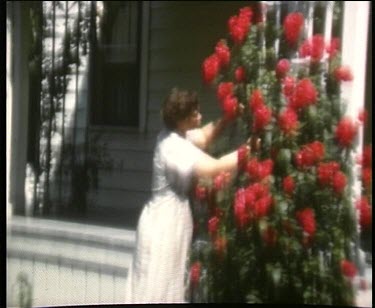 Woman in white dress cuts roses from large bush