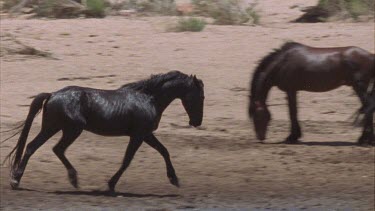 Two brumbies antagonizing each other