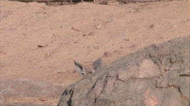kangaroo's head emerging from behind a rock