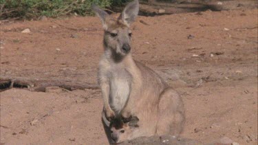 Kangaroo with joey in pouch stands up
