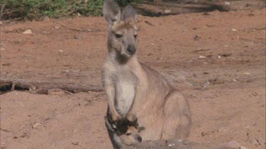 Kangaroo with joey in pouch standing up