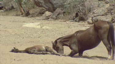 brumby digging for water in desert creek bed. Its foal lies beside it