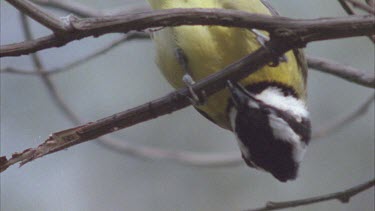 Small bird moving about on a branch