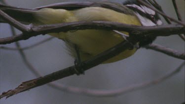 Small bird moving about on a branch