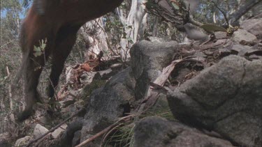 Horse with rider leaping over rocks