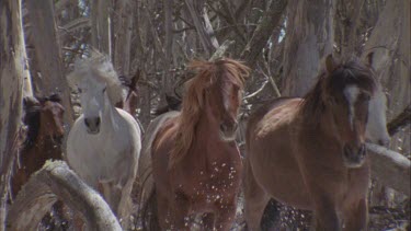 Brumbies running towards camera with riders on horseback following them