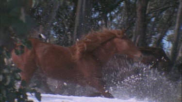 galloping brumbies being followed by men on horseback