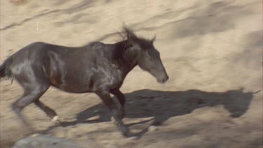 brumby bolts as dart hit it, other brumbies in frame