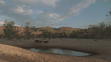 Three brumbies walking beside waterhole