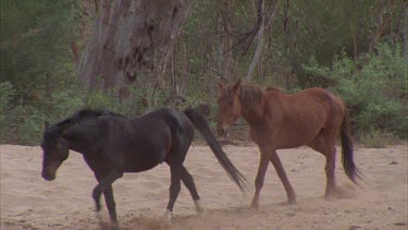 Brumbies walking in a straight line