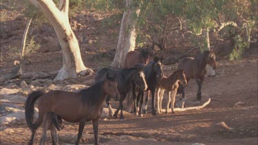 Group of brumbies and their foals walking