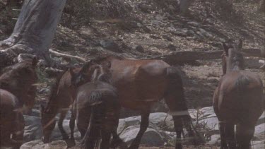 Group of brumbies standing and walking